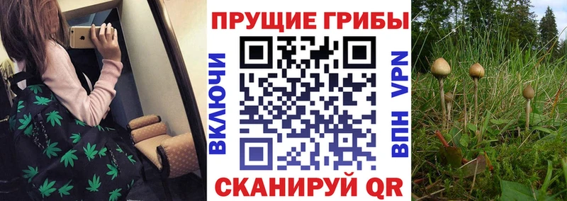 Псилоцибиновые грибы мицелий  Суворов 